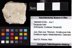 Foto (Objket + Etiketten) von Decapoda indet. 